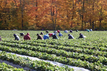 Erntehelfer auf einem Erdbeerfeld im Oktober in Quebec/Kanada, die eine späte Erdbeerensorte sammeln