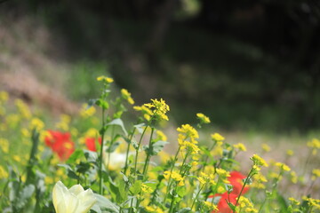 flowers in the field