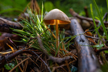 A small enlightened mushroom in the midst of grass and dead wood