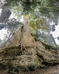 Mulher sentada na raíz de sumaúma gigante em Afuá, Pará. Monumento conhecido como muralha, na...