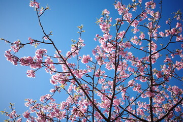 河津桜と青空_3