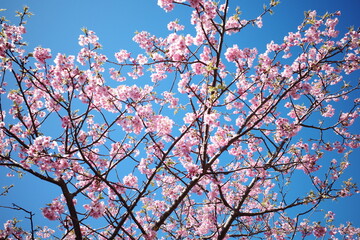 河津桜と青空_4