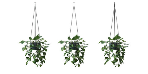 Obraz premium Heart Leaf Philodendron in a plant pot isolated on transparent background, minimal and scandinavian style,Realistic 3D render