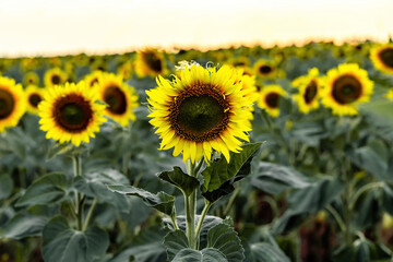 Fototapeta premium Beautiful sunflower garden. field of blooming sunflowers against the backdrop of sunset. The best kind of sunflower in bloom. Growing sunflowers to make oil.