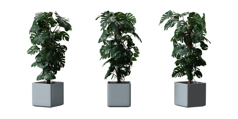 Split leaf philodendron or Monstera deliciosa in a plant pot isolated on transparent background, minimal and scandinavian style, Realistic 3D render