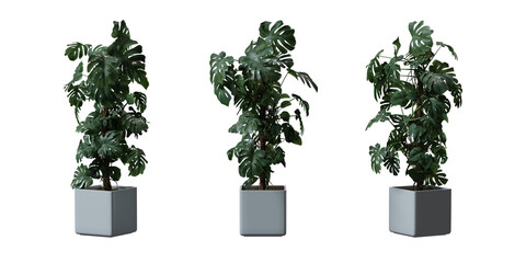 Split leaf philodendron or Monstera deliciosa in a plant pot isolated on transparent background, minimal and scandinavian style, Realistic 3D render