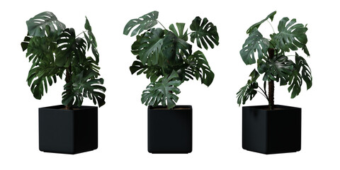 Split leaf philodendron or Monstera deliciosa in a plant pot isolated on transparent background, minimal and scandinavian style, Realistic 3D render © background photo