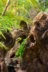 Iguana color verde en un tronco de madera seco en una selva 