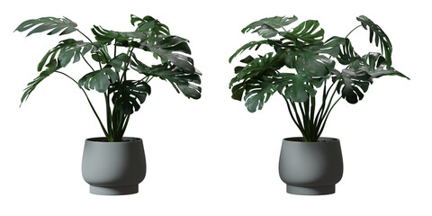 Split leaf philodendron or Monstera deliciosa in a plant pot isolated on transparent background, minimal and scandinavian style, Realistic 3D render © background photo