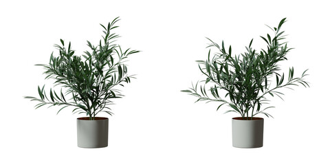 Oleander tree in a plant pot isolated on transparent background, minimal and scandinavian style, Realistic 3D render