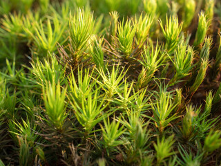 green moss closeup