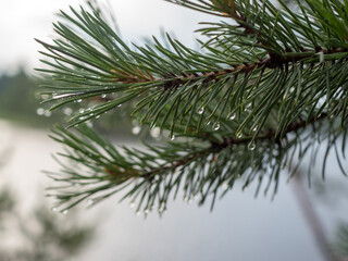 wet pine branches with drops