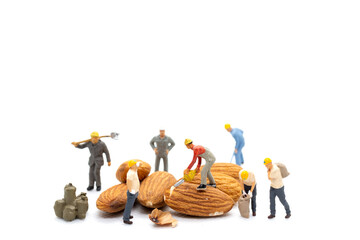 Miniature people worker team with almond seeds on white background.