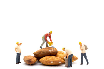 Miniature people worker team with almond seeds on white background.