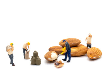 Miniature people worker team with almond seeds on white background.
