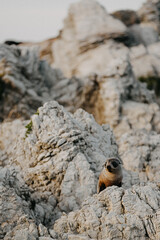 point Kean seal colony, Kaikoura, South island, New Zealand