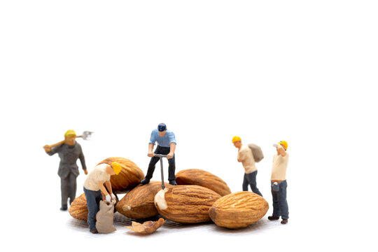 Miniature people worker team with almond seeds on white background. - Powered by Adobe