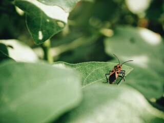 spider on a leaf