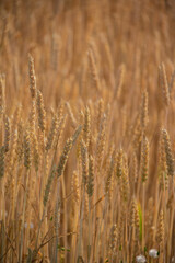 麦の穂

