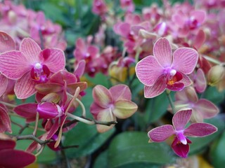 colorful orchids in the garden