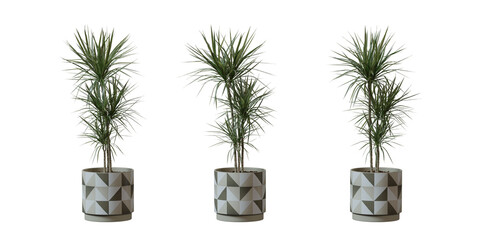Dragon Tree in a plant pot isolated on transparent background, minimal and scandinavian style,Realistic 3D render