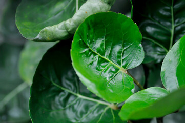 Polyscias fruticosa L Harms,Polyscias fruticosa or Araliaceae