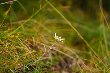 Closeup view of a beautiful Edelweiss (Leontopodium nivale) flower a rare find in the heart of the mountains. Detail photo with this amazing plant.