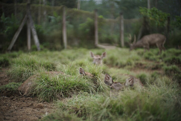 Ranca Upas bandung-is an educational tourist spot for children to know the behavior of deer animals.