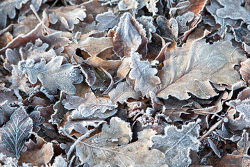 frosted leaves on the ground