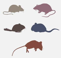 Rat, Mouse Wild Animal Colorful Icon Set