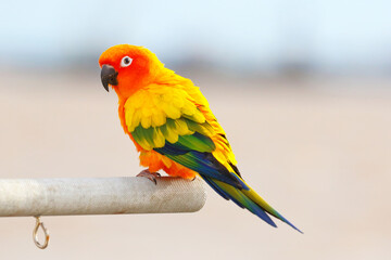 Fototapeta na wymiar Colorful of Sun parakeet or Sun conure parrot perched on a branch.