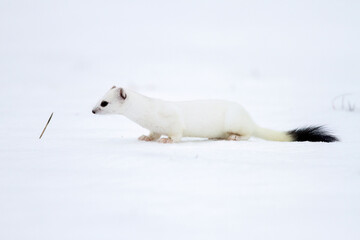 Hermelin (Mustela erminea) im Winterfell