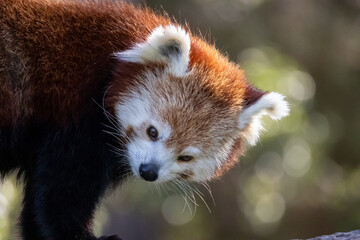 portrait d'un panda roux