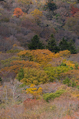 美しい紅葉　愛知県茶臼山高原