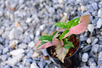 syngonium red spot tricolor in the pot