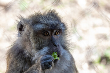 portrait d'un macaque en gros plan