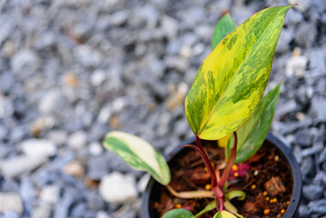 Philodendron Red Emerald / Philodendron Stawberry shake