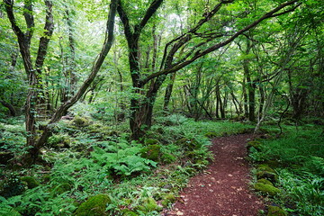 fine path through wild summer forest