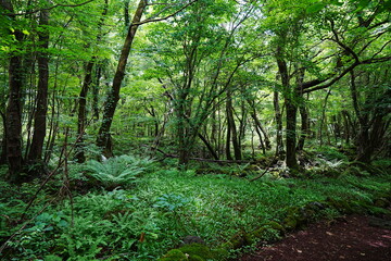 primeval forest with fern and old trees