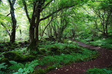 fine path through wild summer forest
