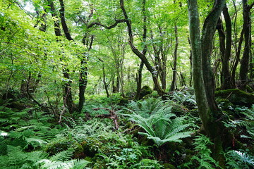 thick wild forest in the sunlight