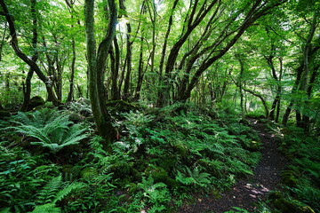 fern and old trees in deep forest