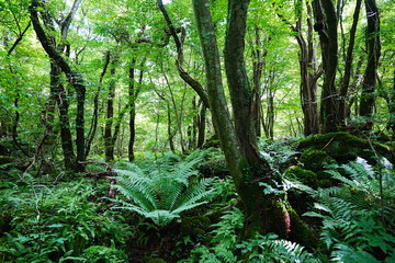 thick wild forest in the sunlight