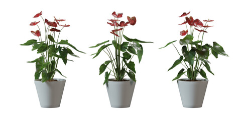 Flamingo Flower in a plant pot isolated on transparent background, minimal and scandinavian style,Realistic 3D render