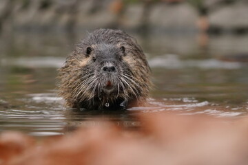 Coypu (Myocastor coypus) in the nature habitat. nutria sitting in the water.