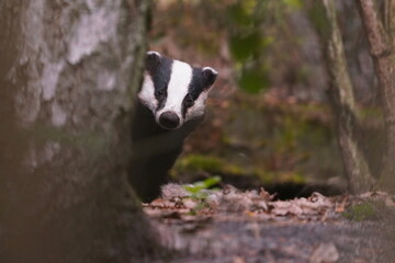 A  badger stands hidden behind a tree and looks into the lens. Meles meles