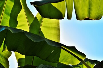 natur baum tropisch blume flora