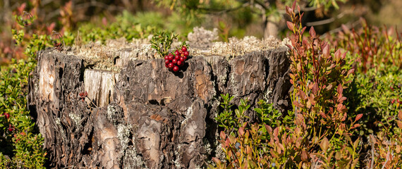 Bush landscape of wild cowberry in a forest