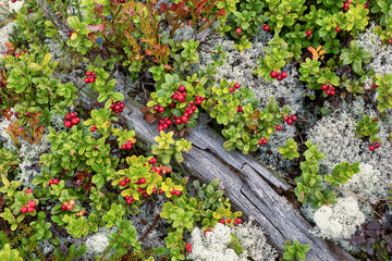 Bush landscape of wild cowberry in a forest - 529767229