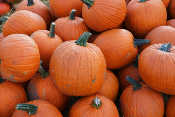 pumpkin harvest in autumn season